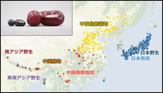 解析に使用した栽培アズキ(栽培)
およびヤブツルアズキ(野生)の採取地
